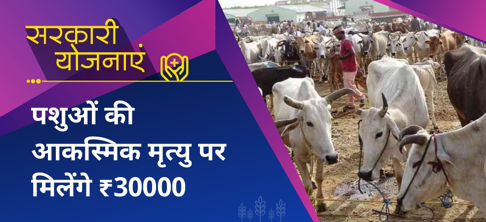 Grant of up to 30 thousand rupees on the death of animals