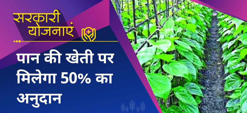 Farmers of Madhya Pradesh are getting huge subsidies on betel cultivation