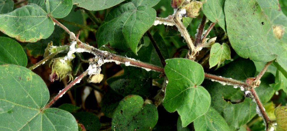 Identify and control whitefly infestation in cotton