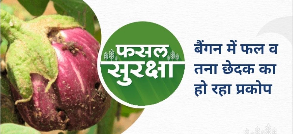 How to control Fruit and Shoot Borer in brinjal crop