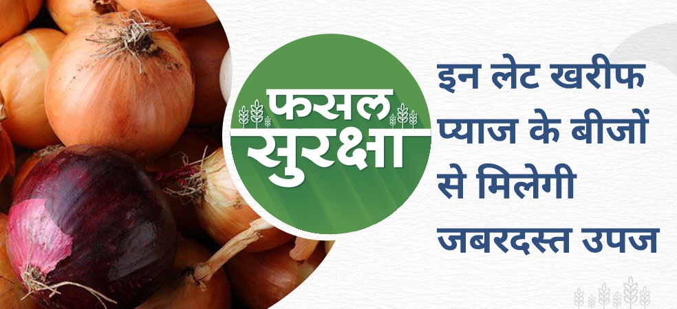 Onion varieties suitable for late Kharif