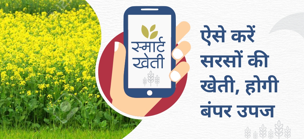 Know about Mustard sowing varieties and essential fertilizers