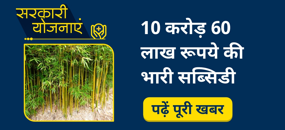 10 crore 60 lakh rupees subsidy will be given on bamboo cultivation in Madhya Pradesh