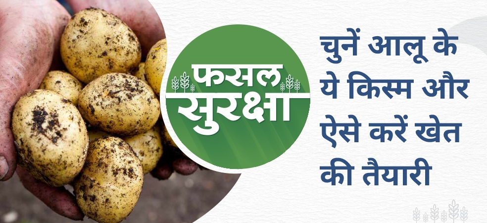 Improved varieties of potato and method of preparation of the field