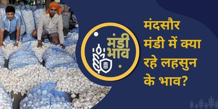 Know what was the price of garlic today in Mandsaur Mandi of MP?