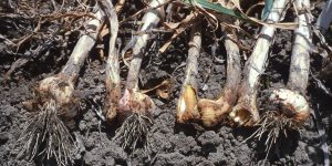 Prevention of bulb nematodes in onion and garlic before sowing