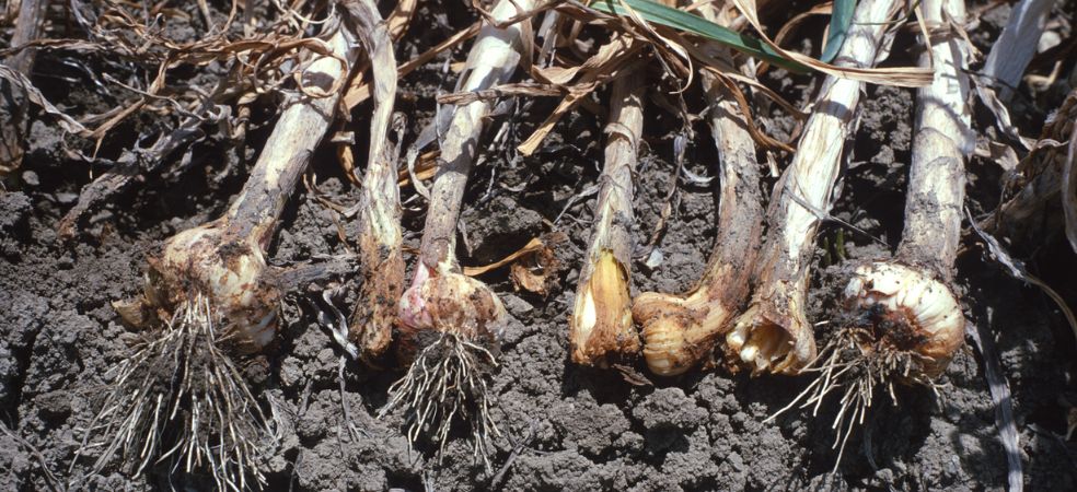 Prevention of bulb nematodes in onion and garlic before sowing