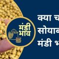 Mandsaur Mandi Soybean Rate,