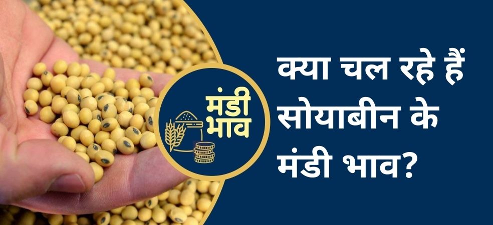 Mandsaur Mandi Soybean Rate,