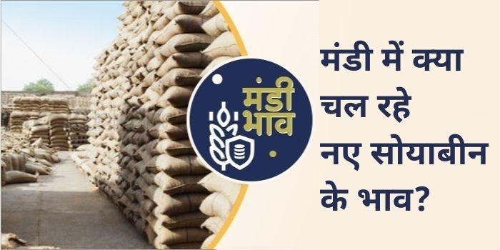 Mandsaur Mandi Soybean Rate