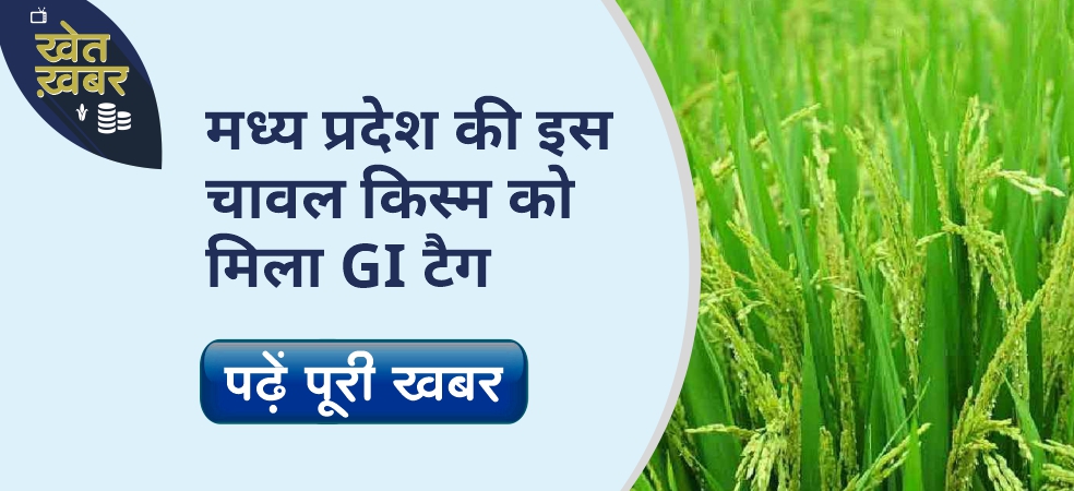 Good news for farmers of Madhya Pradesh this variety of rice got GI tag