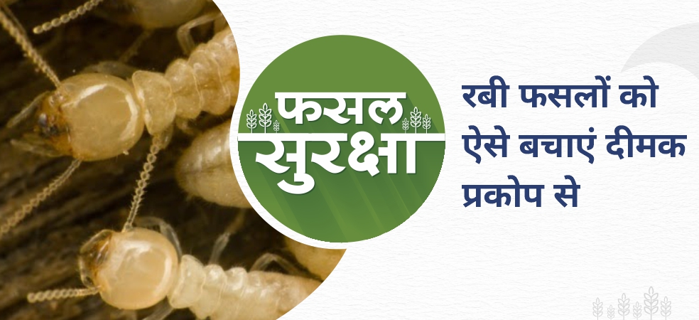 How to control termites in Rabi crops