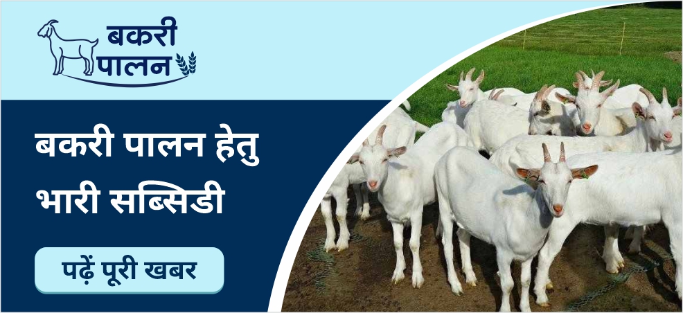 Up to 2.5 lakh subsidy will be available for goat rearing