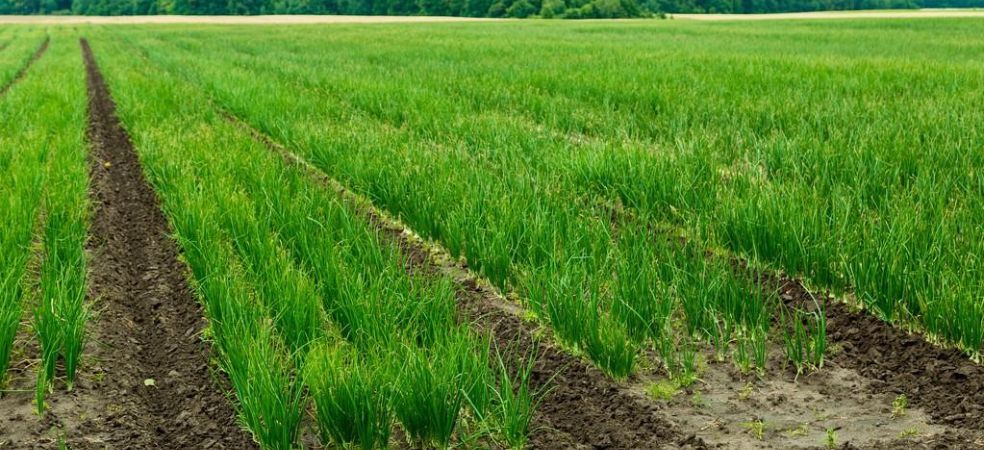 Fungus-borne disease control in onion nursery