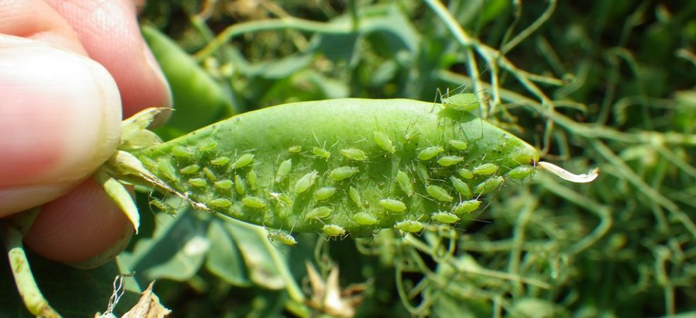 Pea aphid outbreak can cause huge losses