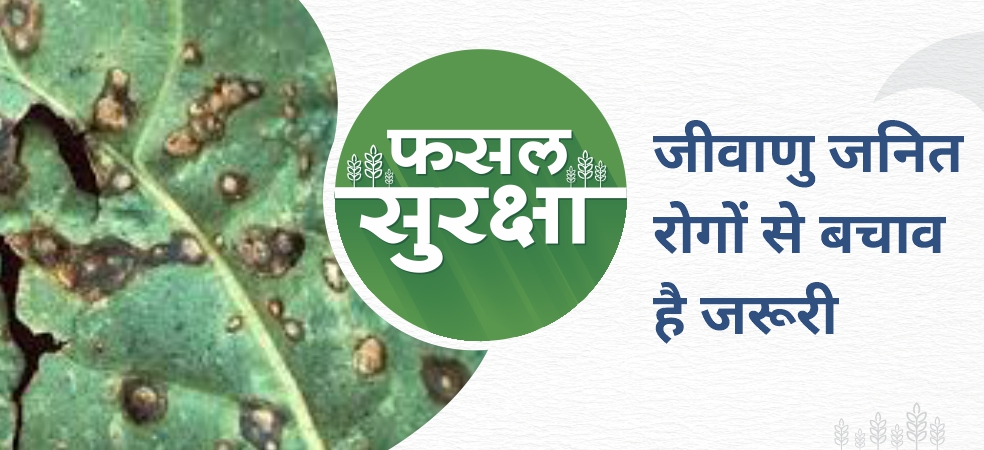 Know how to save crop and soil from bacterial diseases