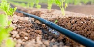 Drip irrigation