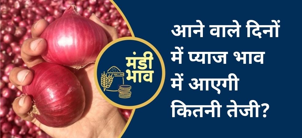 Onion price will increase in November