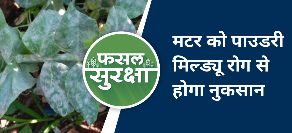 Know how to control powdery mildew disease in pea crop