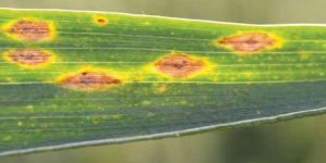 How to control leaf blight disease in Wheat