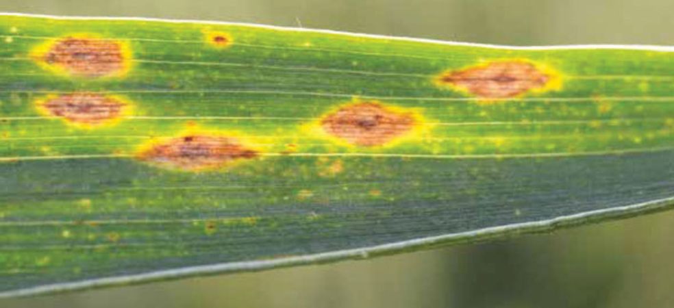 How to control leaf blight disease in Wheat