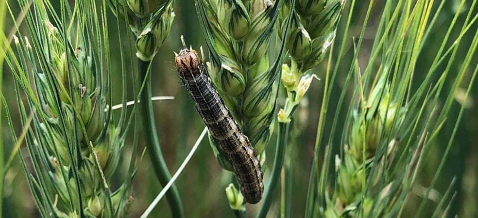 How to control Fall armyworm in wheat