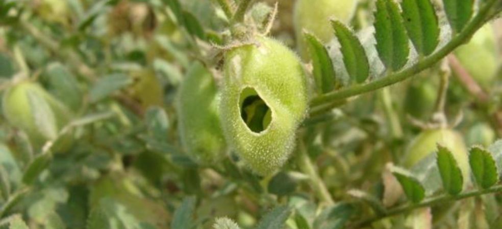 Identify the pod borer outbreak in gram crop and prevent it soon