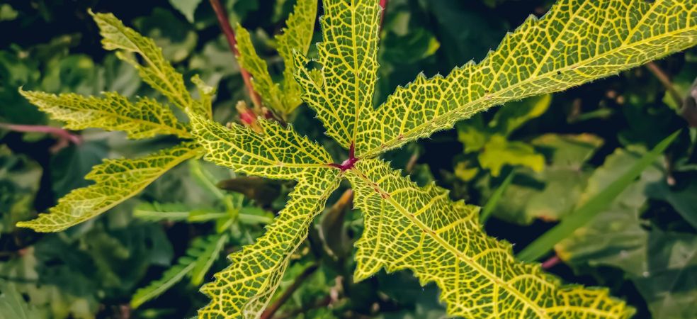 Yellow vein mosaic virus disease in Okra