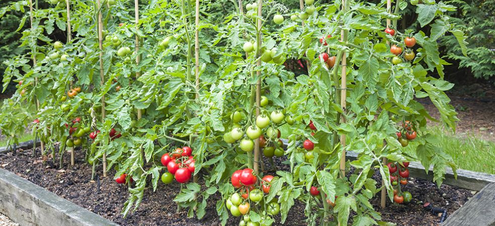 Know how and why it is necessary to staking plants in tomato crop