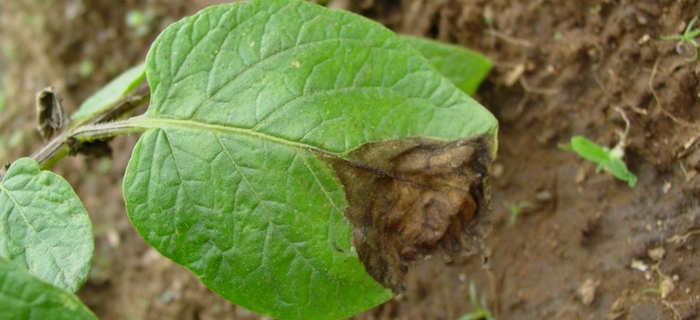 Prevention of late blight disease in potato crop