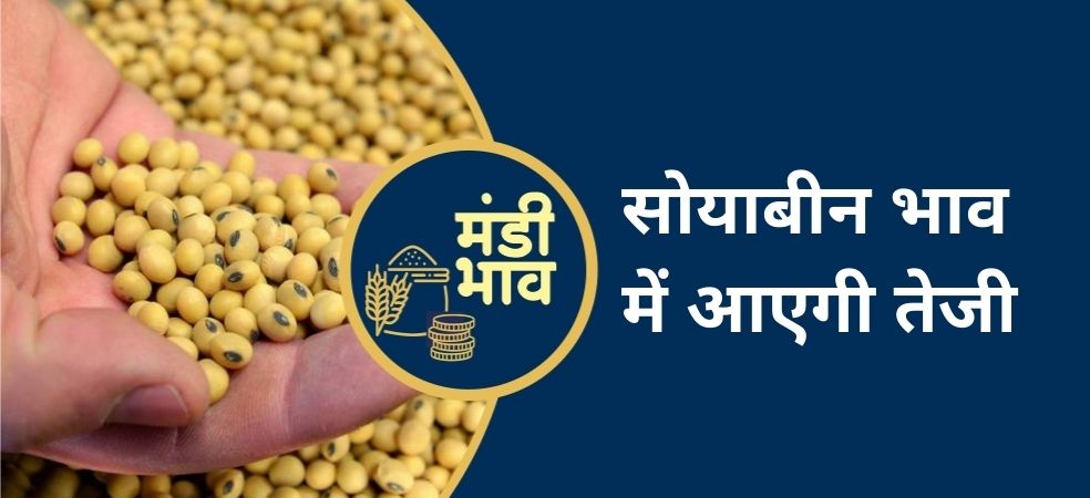 Soybean price will rise