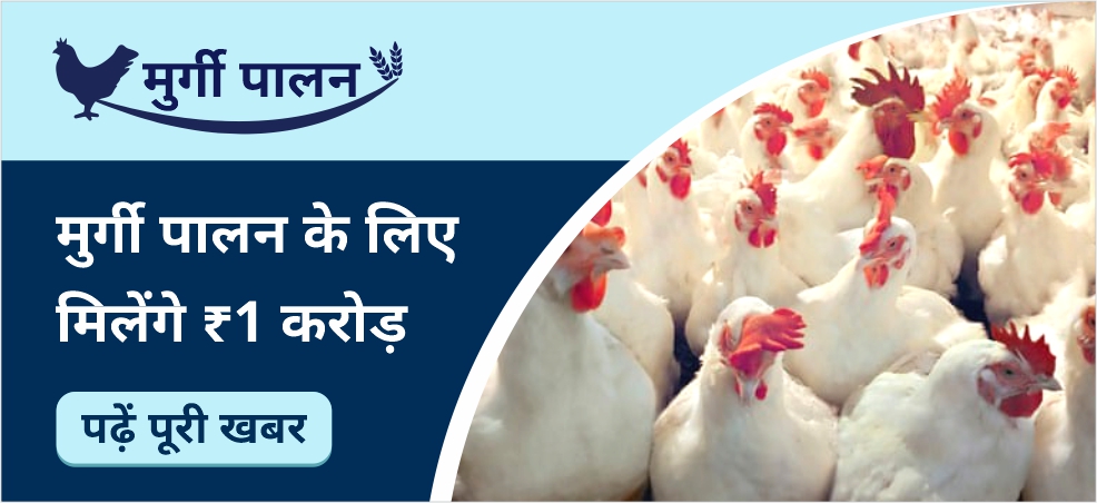 poultry farming loan scheme