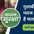 Prevention of pink rot disease in onion crop