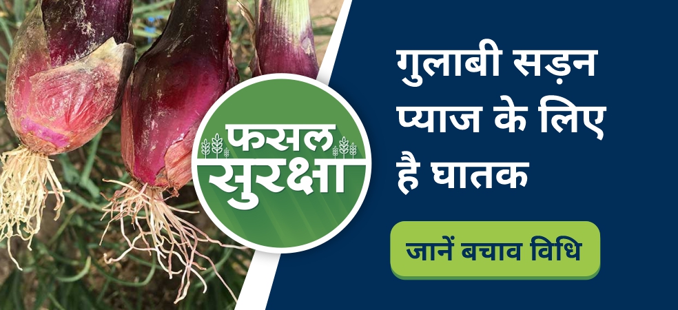 Prevention of pink rot disease in onion crop