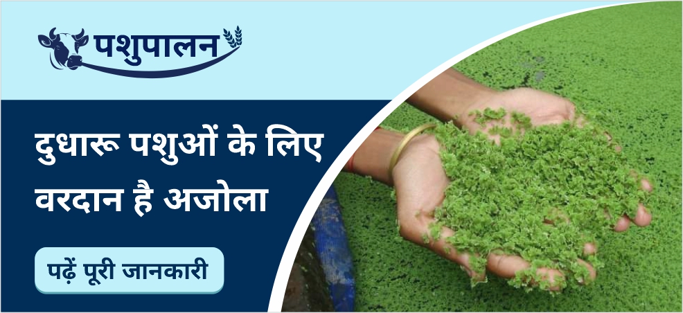 Azolla a nutritious aquatic fodder for livestock