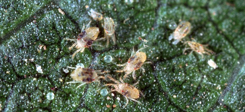 Mites management in brinjal crop