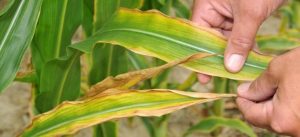 Sulfur is an essential element, know its importance and deficiency symptoms