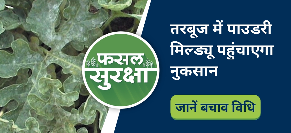 Solution of powdery mildew disease in watermelon