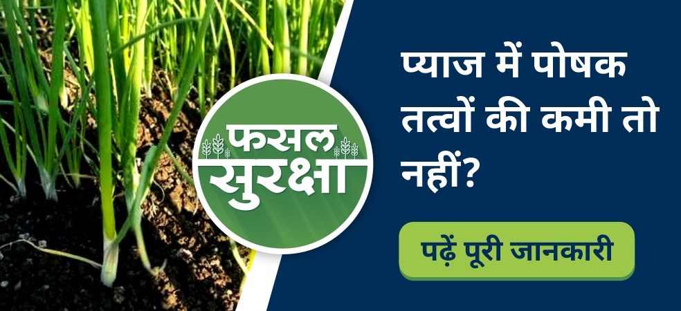 Know the symptoms and identification of nutrient deficiency in onion crop