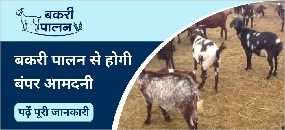 Increase income by goat and sheep farming