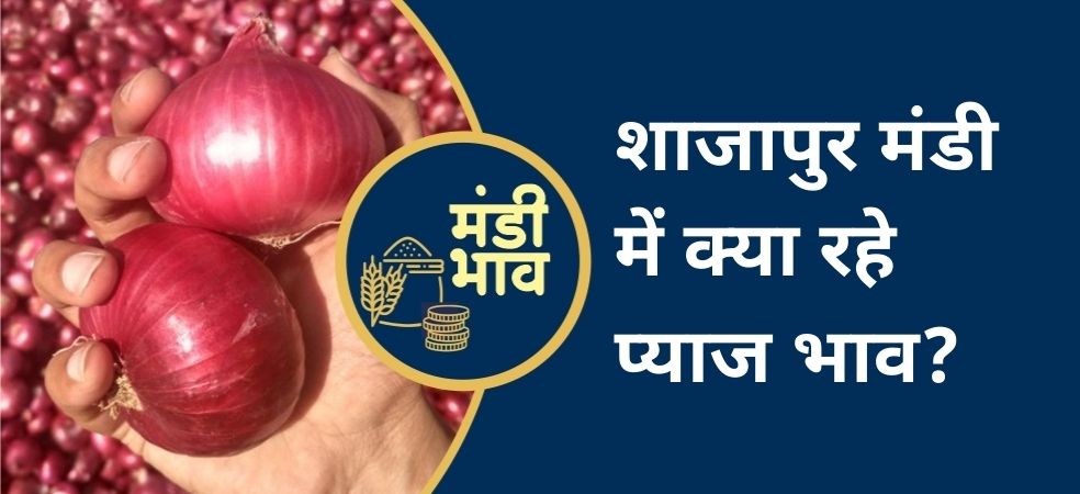 Shajapur Mandi Onion Rates