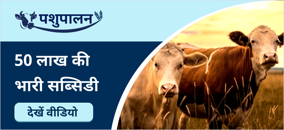 Get a huge subsidy of 50 lakhs from National Livestock Mission