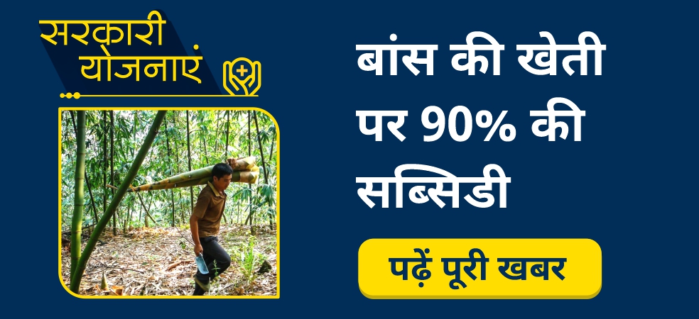 Earn bumper profits for 40 years by investing once in bamboo cultivation