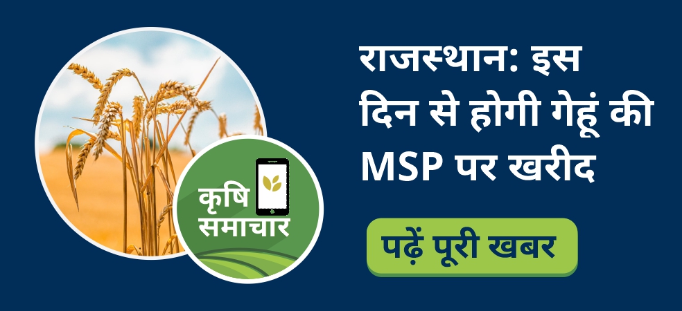 Rajasthan government has made preparations to purchase wheat at MSP