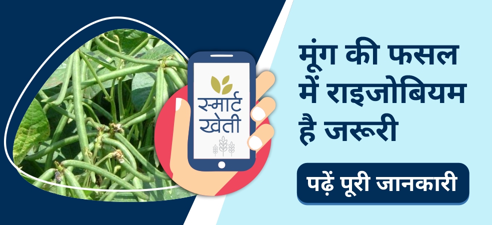 Rhizobium is essential in the cultivation of moong