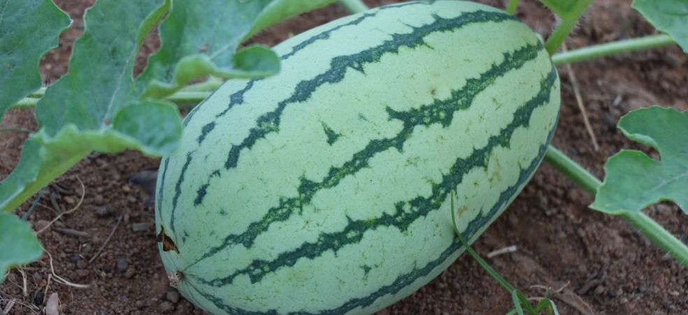 Pinching in watermelon and muskmelon crop