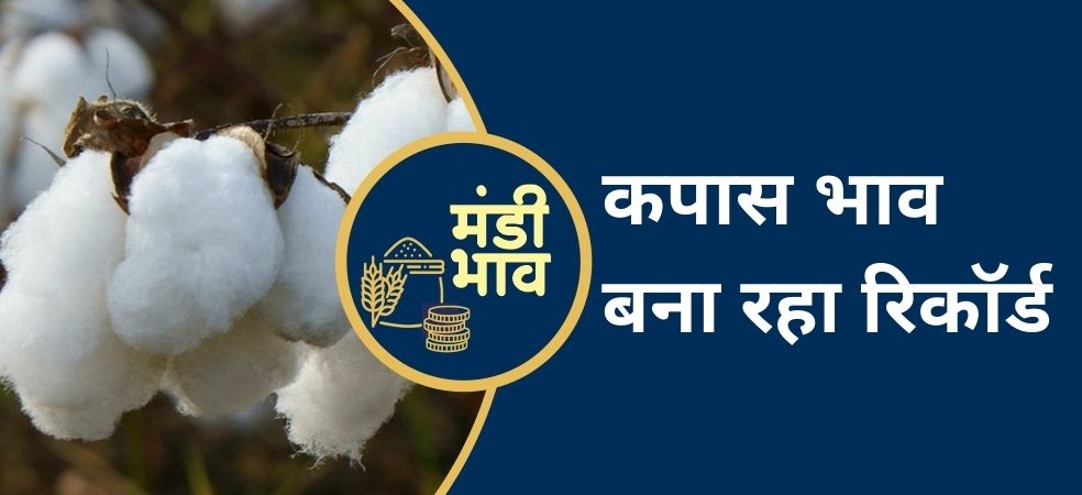 Cotton price at record high