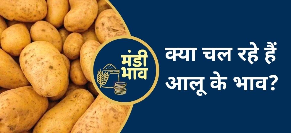 Indore Potato Mandi Bhaw,