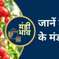 Tomato mandi rates