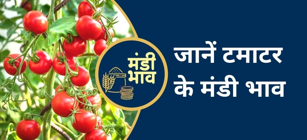 Tomato mandi rates